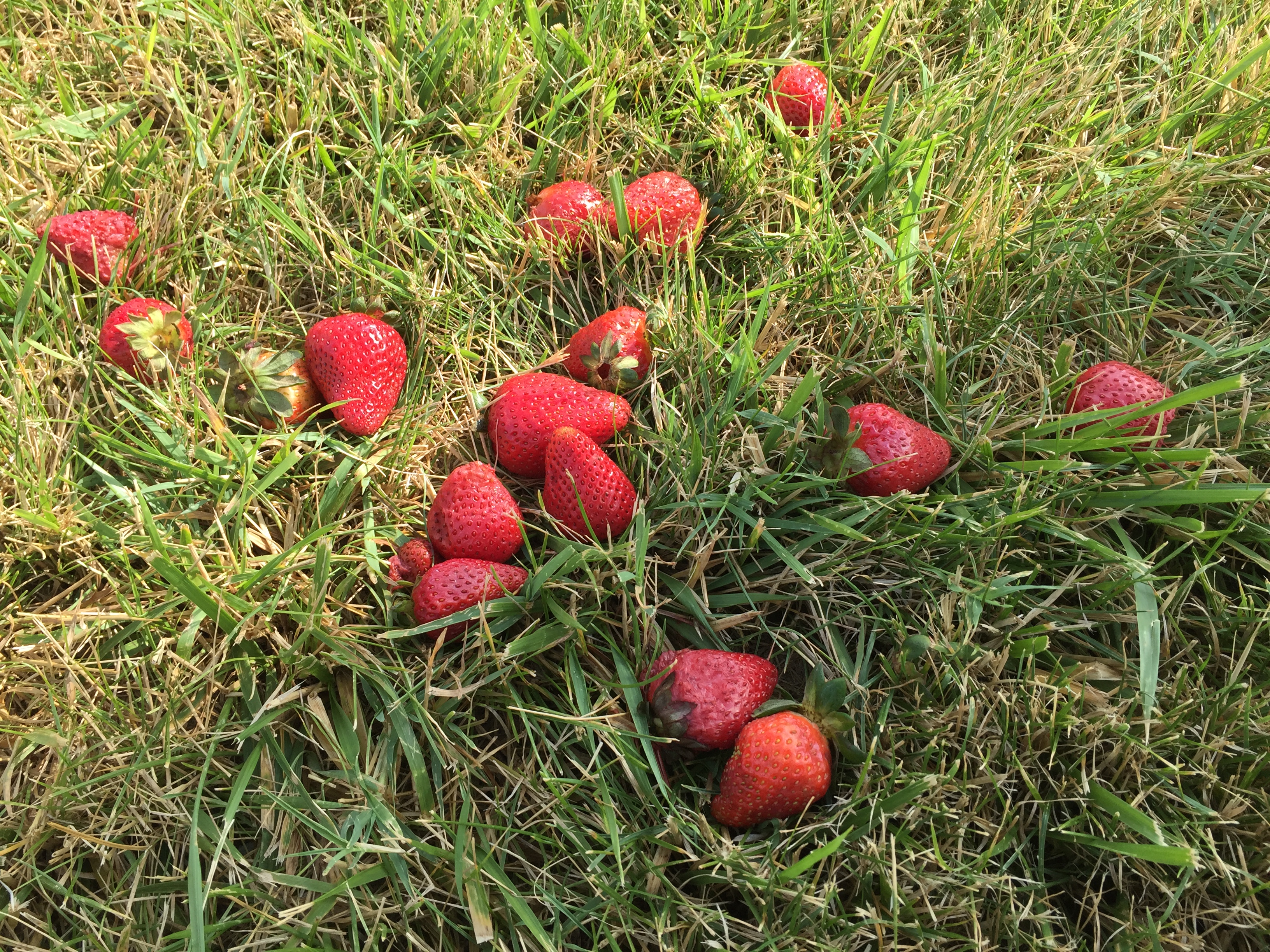 strawberries