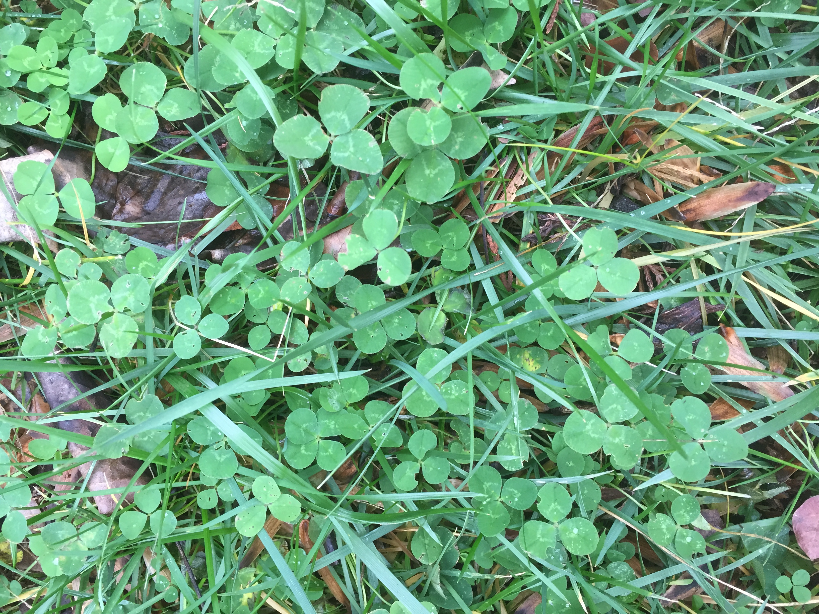 find the clover